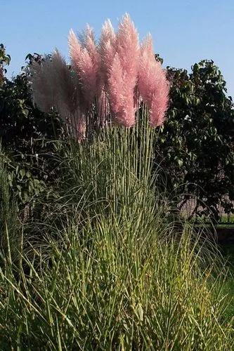 Pink Pampas Grass