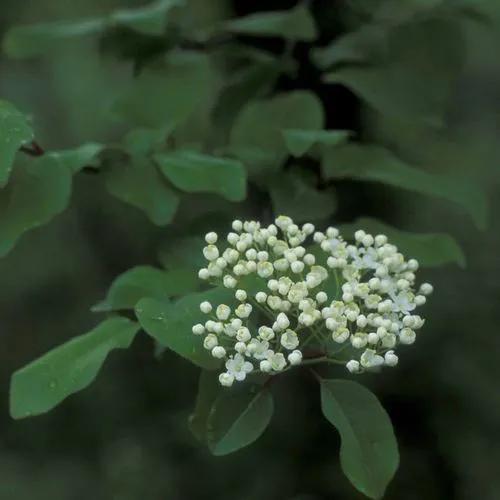 Blackhaw