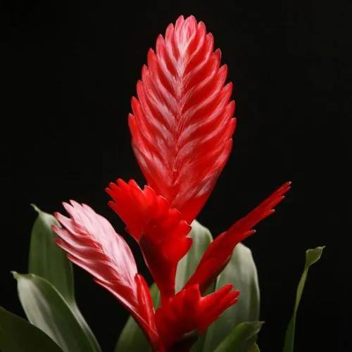 Bromelid Vriesea “engery”