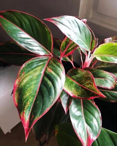 Cherry Chinese Evergreen