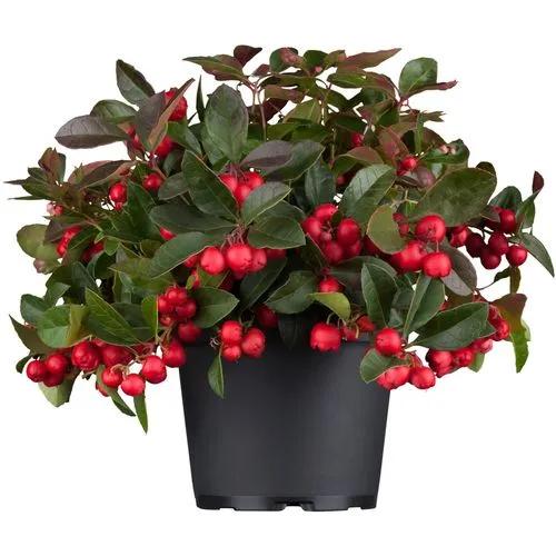 Gaultheria Phillyreifolia