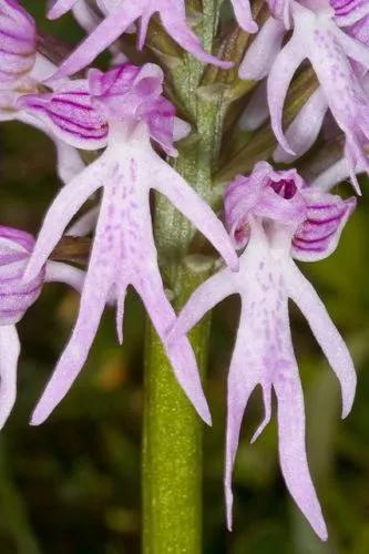 Naked Man Flower