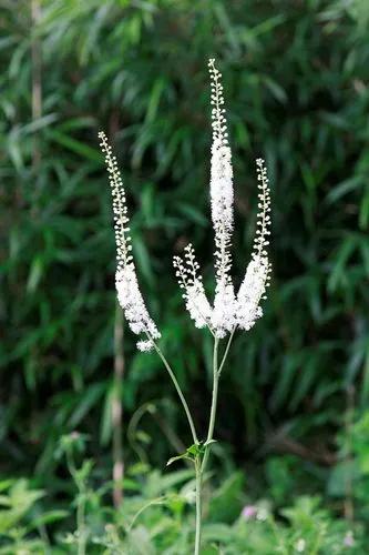 Black Cohosh