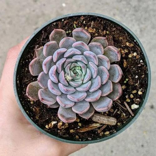 Echeveria Texensis