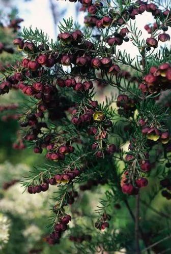 Brown Boronia