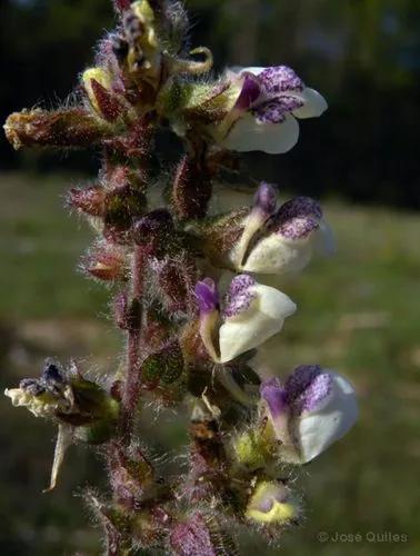 Woolly Fluellen