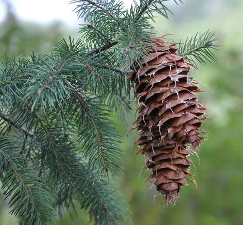 Bigcone Spruce