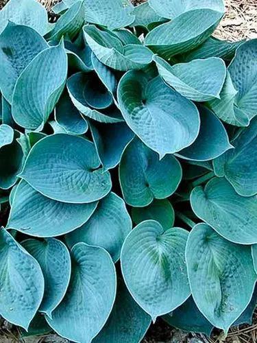 Blue Hosta