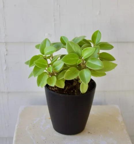 Variegated Teardrop Peperomia