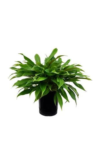 Philodendron 'Little Phil'