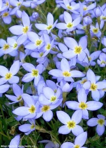 Houstonia Rubra