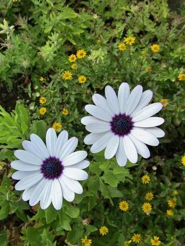 Cape marguerite