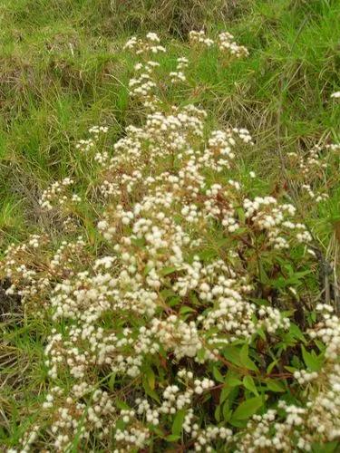 Ageratina Adenophora