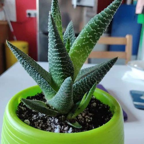 Gasteria Okavango