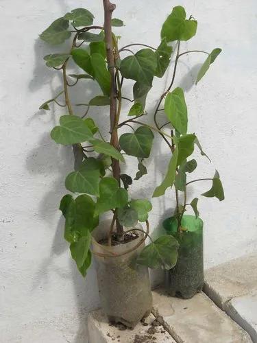 Hedera Colchica