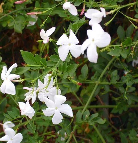 Jasminum neocaledonicum