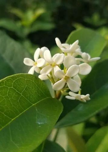 Sweet osmanthus