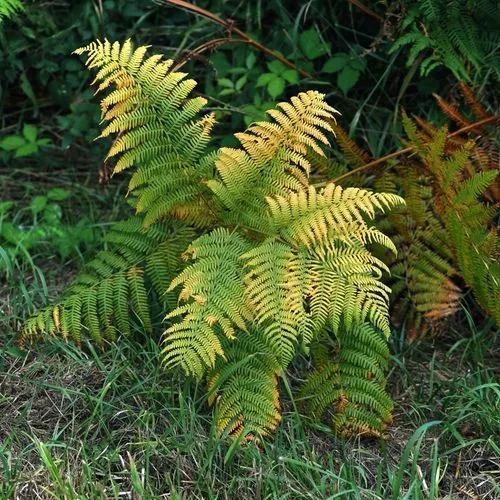 Fire Fern