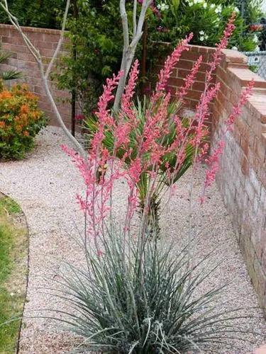 Red Hesperaloe (texas Red Yucca)