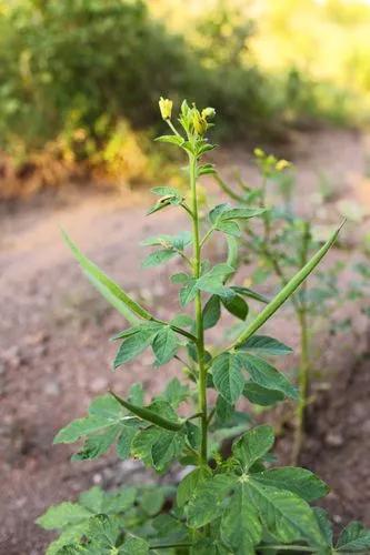 Asian Spiderflower