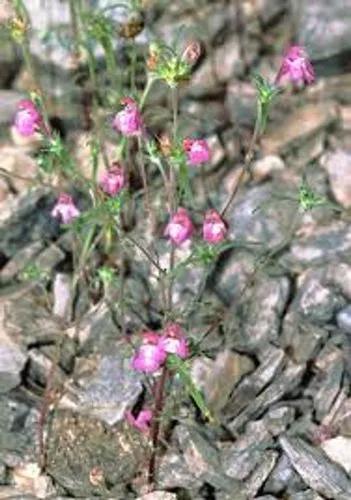 Red Hemp-Nettle