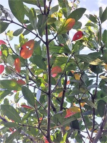 Forest Bushwillow