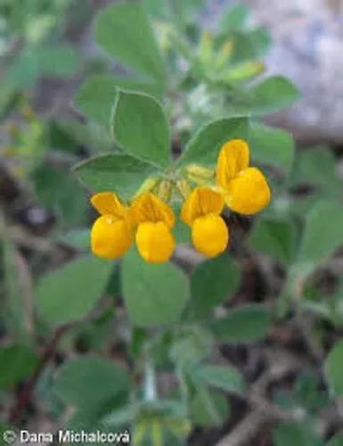 Clustered Birdsfoot Trefoil