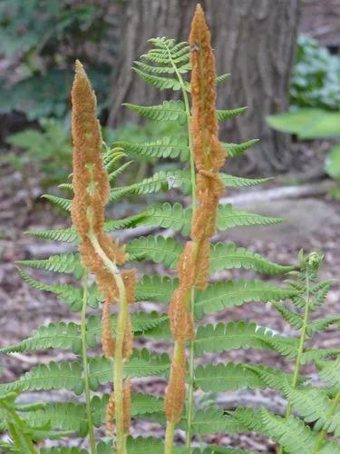 Cinnamon Fern