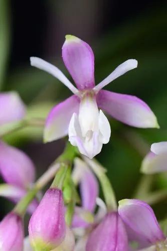 Epidendrum atacazoicum