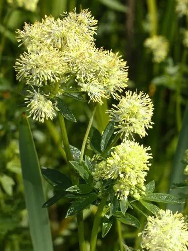 Thalictrum Flavum