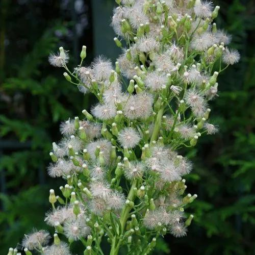 Canadian Horseweed