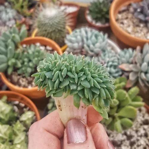 Echeveria Crested