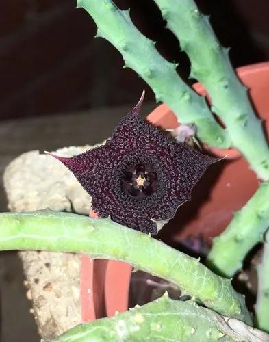 Huernia Penzigii