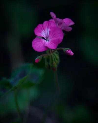 Marsh Cranesbill