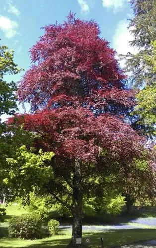 European Beech