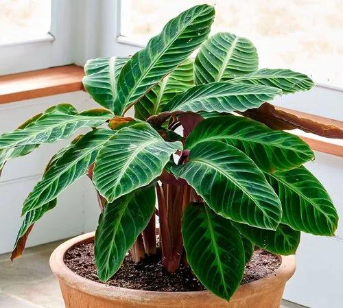 Calathea Lubersaii