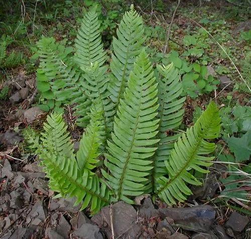 Western Sword Fern