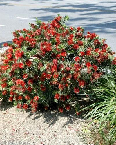 Bottlebrush