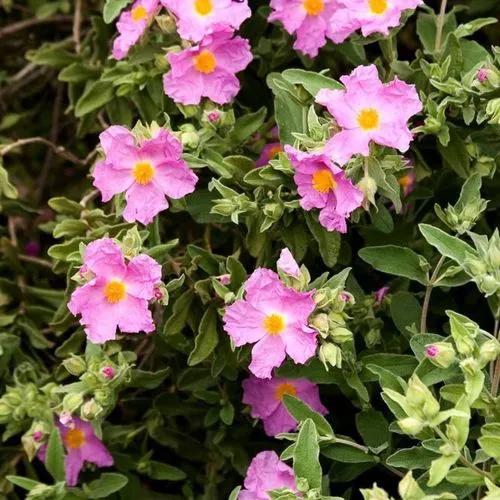 White-leaved Rock Rose