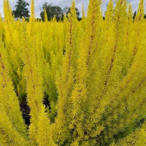 Heather 'alberts Gold'