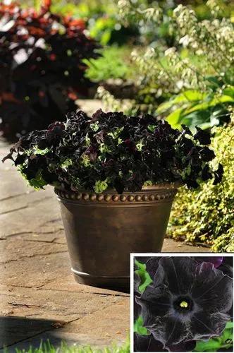 Petunia 'black Cat'