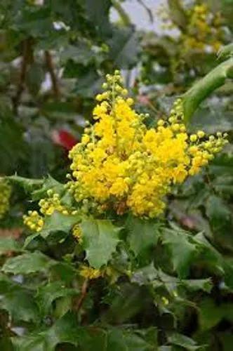 Oregon Grape