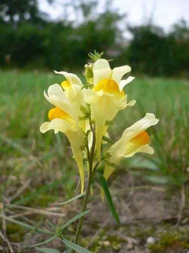 Corn Toadflax