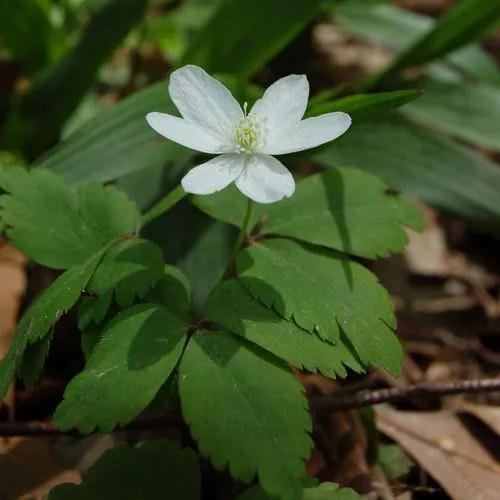 Wood Anemone