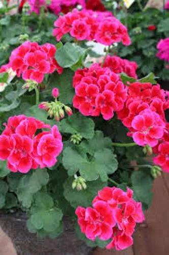 Pelargonium Calliope