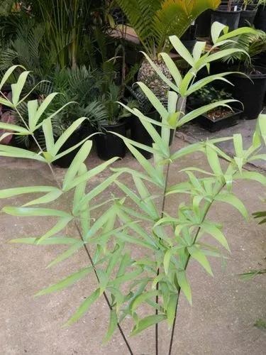 Bamboo Cycad