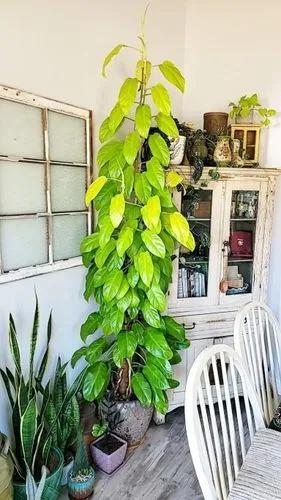 Philodendron 'golden Goddess'