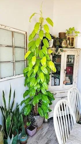 Philodendron 'golden Goddess'