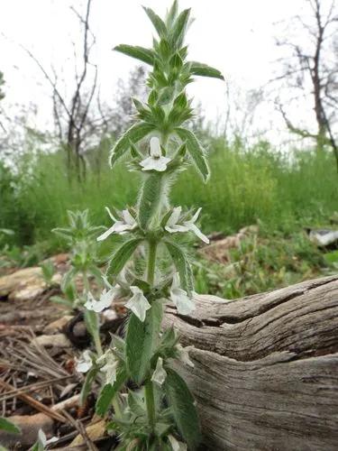 Common Siderits, Simplebeak Ironwort