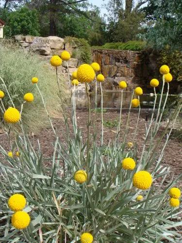 Billy Buttons